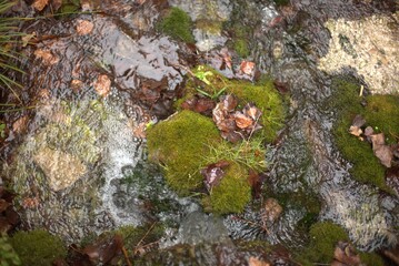 NATURALEZA