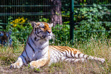 Tiger in  Beekse Bergen's Safaripark
