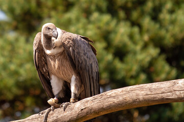 Vulture in the Safaripark of Beekse Bergen