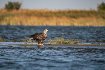 Birds of southern Russia