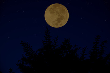Fototapeta na wymiar Full moon on the sky with silhouette tree at night.