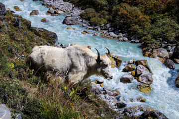 Fototapeta premium White yak on the river on the everest base camp trek