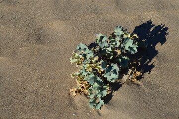 Planta silvestre de duna de playa