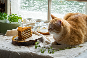 Against the background of the window, the cat lies next to a piece of honey cake with one burning candle. Pet's birthday