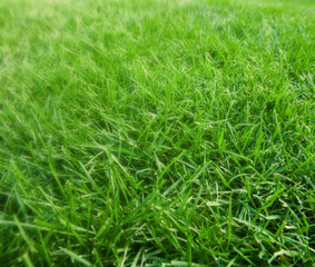 Close-up image of fresh spring green grass