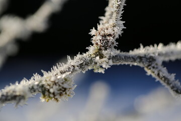 Ice crystals on the branches