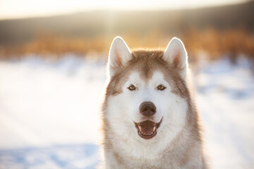 Close-up portrait of beautiful siberian Husky dog sitting in winter field at sunset.