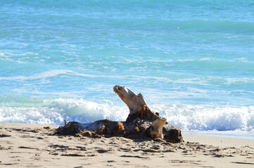 Fototapeta premium Madero varado en la playa