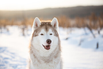 Obraz na płótnie Canvas Close-up portrait of beautiful siberian Husky dog sitting in winter field at sunset.