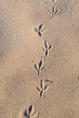 Huellas de ave en arena de playa