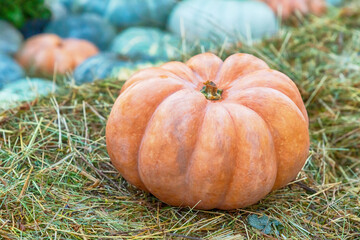 fresh orange pumpkin stands on a brown dry hay of autumn crop
