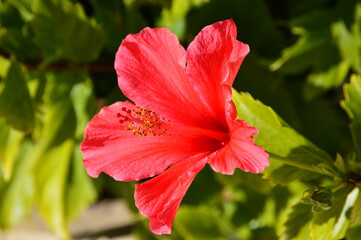 Flor roja de hibisco