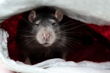 gray rat with big ears tinted portrait hiding close up