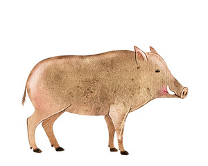 Watercolor illustration, boar.
