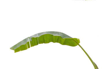 green caterpillar on a white