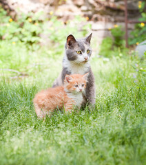 Fluffy cat with mom cat