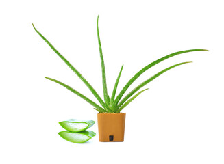 Aloe vera is a separate medicinal plant on a white background (selective focus).