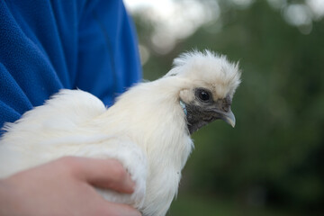 Unusual white silkie chicken turns head to look at camera.