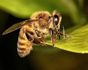 Lone honeybee drinking sweet water from a leaf.