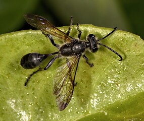 A macro photograph from above of a Great black wasp standing on a green leaf.