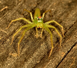 Macro photograph of a green Magnolia green jumper spider on a brown wood background.