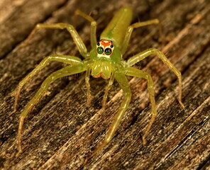Macro photograph of a green Magnolia green jumper spider on a brown wood background.