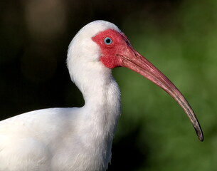 Close up of white ibis in breeding colors.