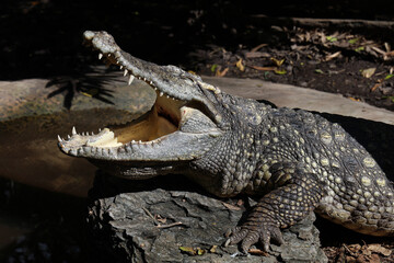 Close up crocodile is sleep and rest in garden