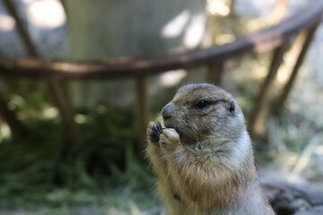 Close up head Black tailed prairie dog