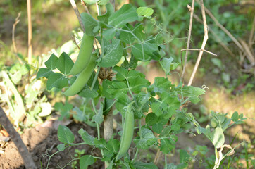 bunch the ripe green peas with plant seedlings in the garden.