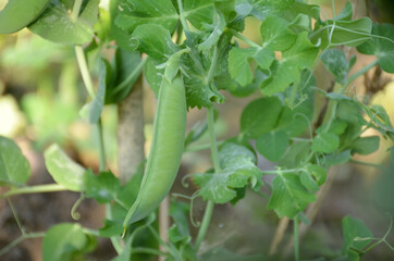 the ripe green peas with plant seedlings in the garden.