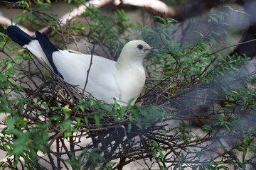 The pied imperial pigeon bird is rest in the garden