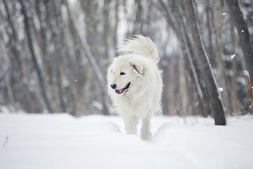 beautiful maremmano abruzzese sheepdog walking on the snow in the forest in winter. Big white maremma dog