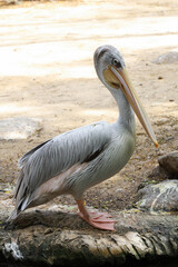The great white pelican bird in garden at thailand