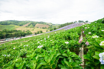 Fototapeta na wymiar Fresh Hydrangea flower field garden on the mountain