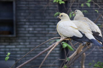 The pied imperial pigeon bird is rest in the garden