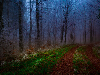 Mysterious foggy forest covered with rime in late autumn