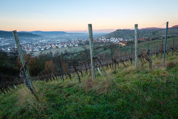 Vineyard in winter dawn