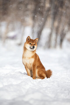cute and happy shiba inu puppy sitting in the forest in winter. Beautiful red Japanese shiba inu female dog on the snow