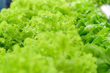 Close up to fresh green oak in farm