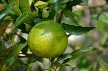 the green ripe orange with leaves and branch in the garden.