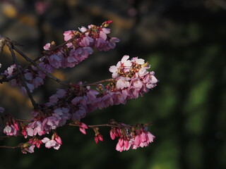 Cherry blossom flowers on a tree branch on a sunny spring day, close-up