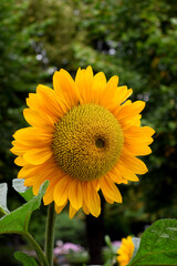 Fototapeta premium Close-up of a sunflower under the sun rays in a public park