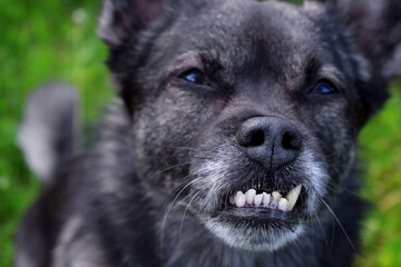 Close-up of the misaligned teeth of the small mixed breed dog with an underbite. Canine malocclusion