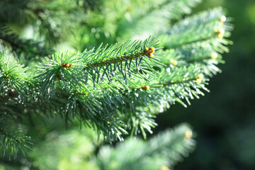 Naklejka na ściany i meble Xmas spruce tree branches forest nature background. Christmas festive holiday symbol evergreen tree with needles. Shallow depth of field.