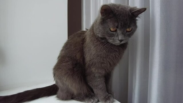 British fold black cat with orange eyes looking towards camera