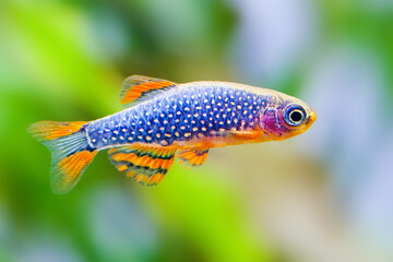 The celestial pearl danio Margaritatus Galaxy Microrasbora. aquarium fish. Macro view, shallow...