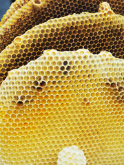 honey bee honey hexagon local product fresh 