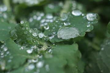 water drops on green plants in autumn