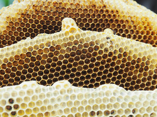 honey bee honey hexagon local product fresh 